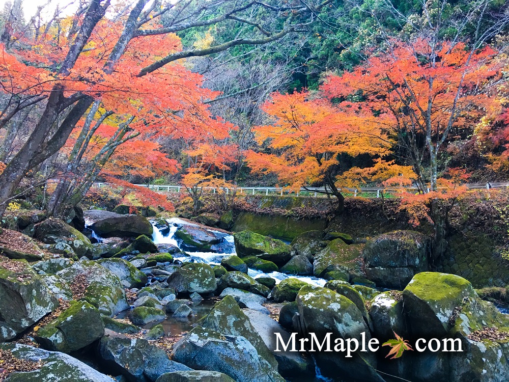 Purchase Japanese maples